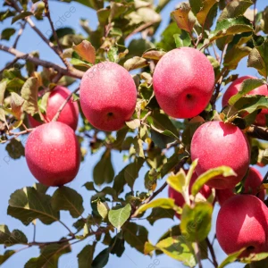 Pommier - شجرة التفاح